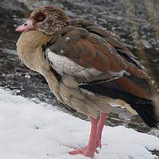 Egyptian Goose