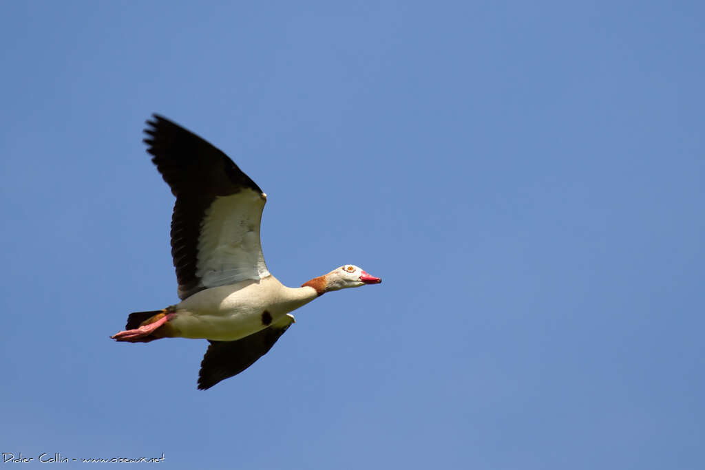 Egyptian Gooseadult, Flight