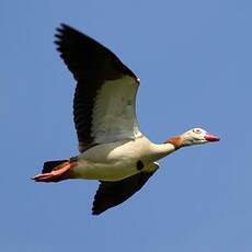 Egyptian Goose