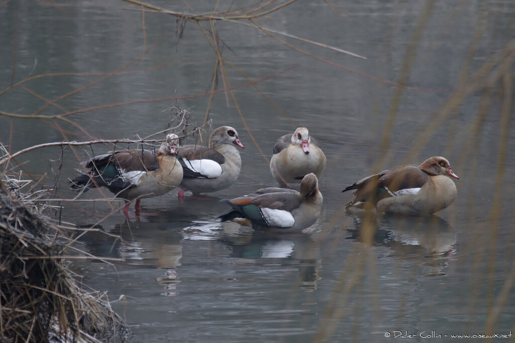 Egyptian Goose