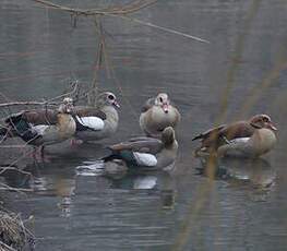 Egyptian Goose