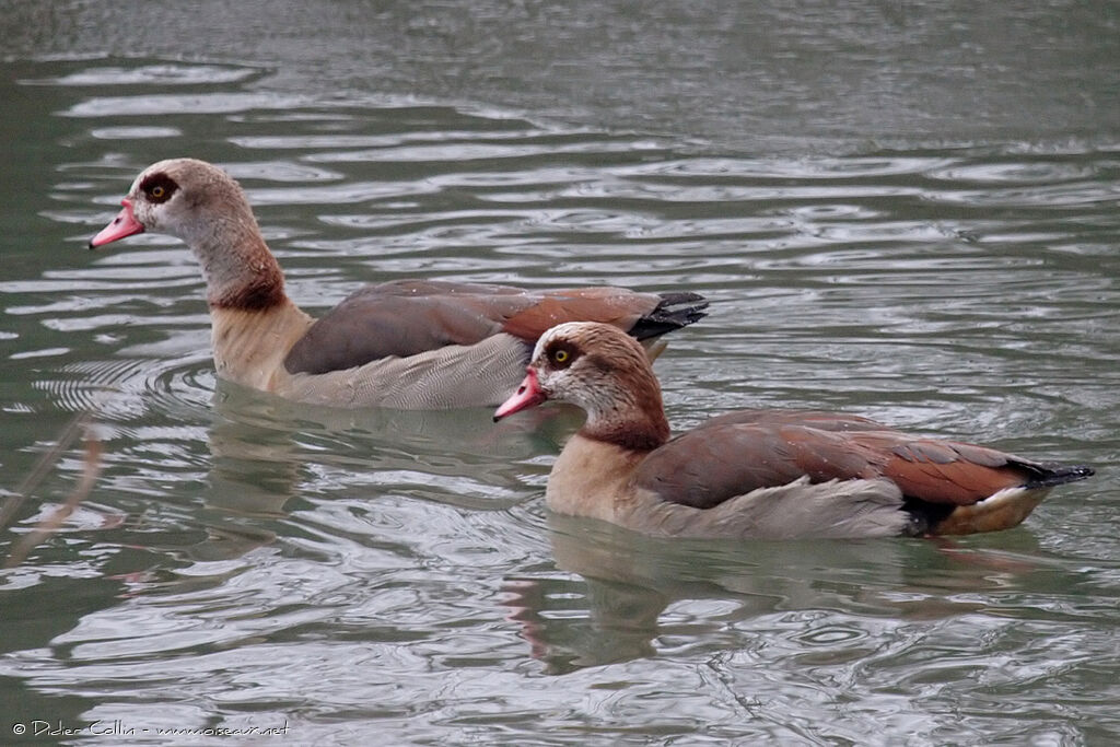 Egyptian Gooseadult