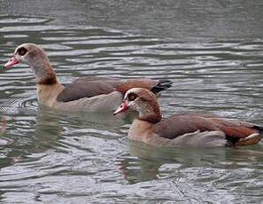 Egyptian Goose