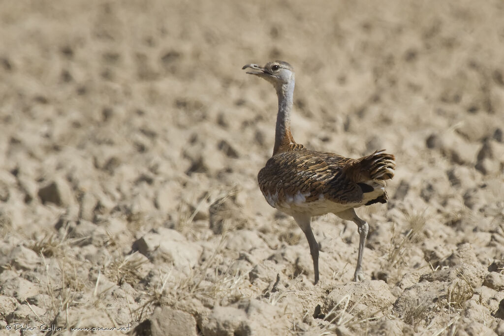 Outarde barbue femelle adulte, identification