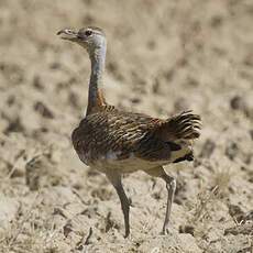 Great Bustard