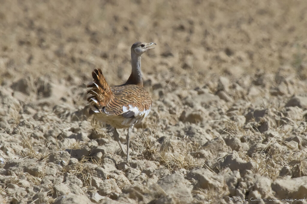 Great Bustard female adult