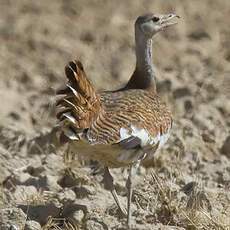 Great Bustard