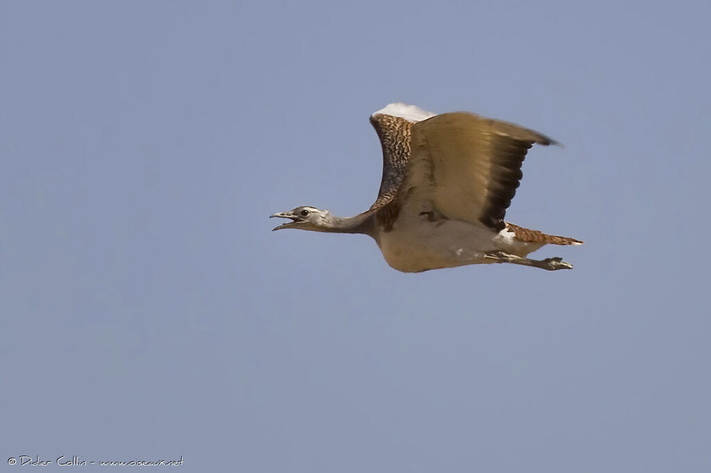 Great Bustard female adult, Flight