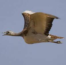 Great Bustard