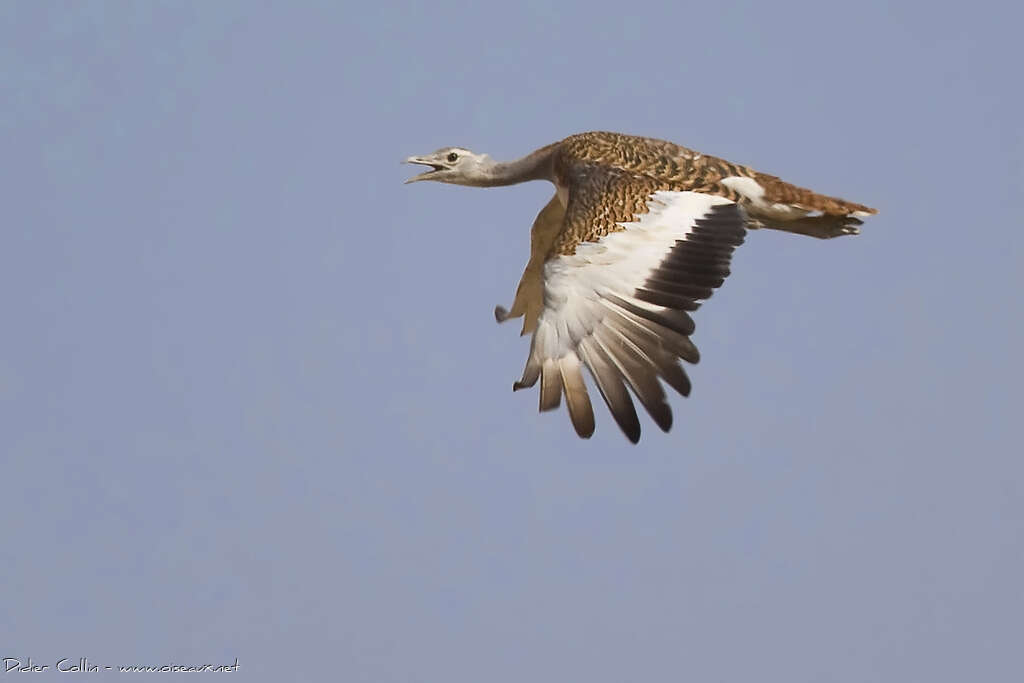 Great Bustard female adult, Flight