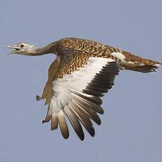 Great Bustard