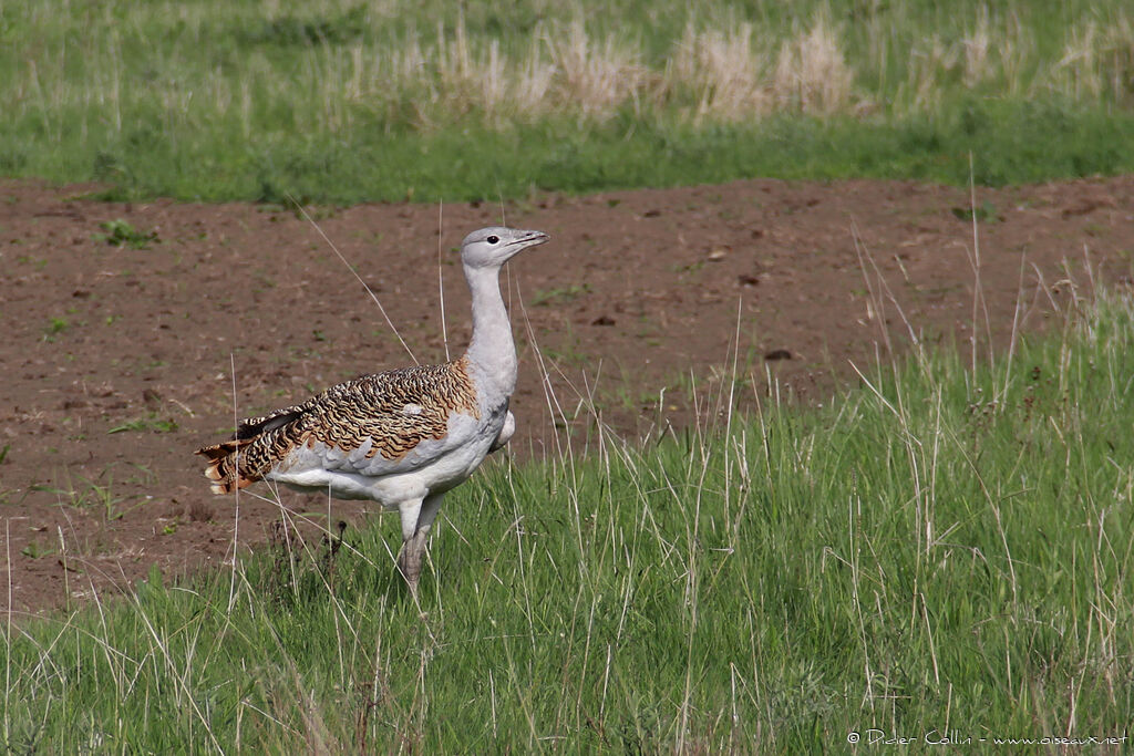 Outarde barbue, identification