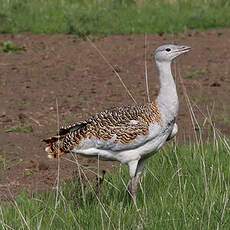 Great Bustard