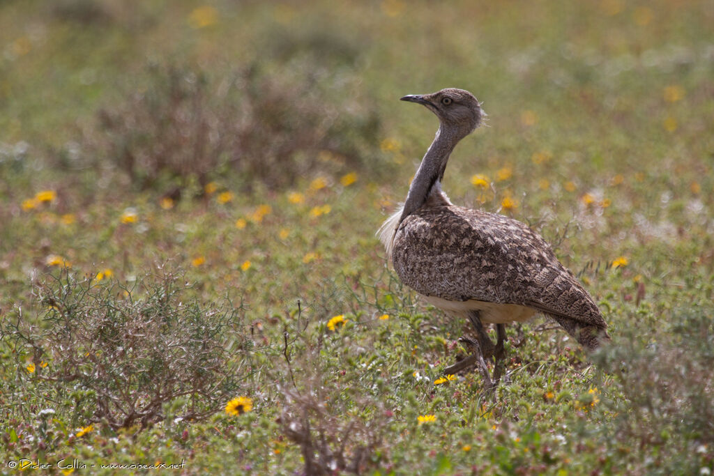 Houbara Bustardadult, identification