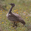 Outarde houbara