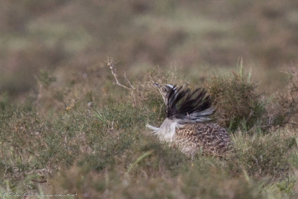 Houbara Bustardadult