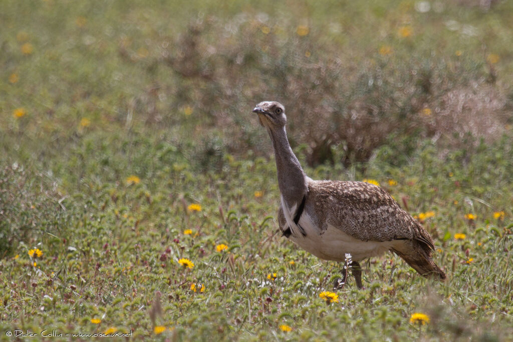 Houbara Bustardadult