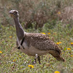 Outarde houbara