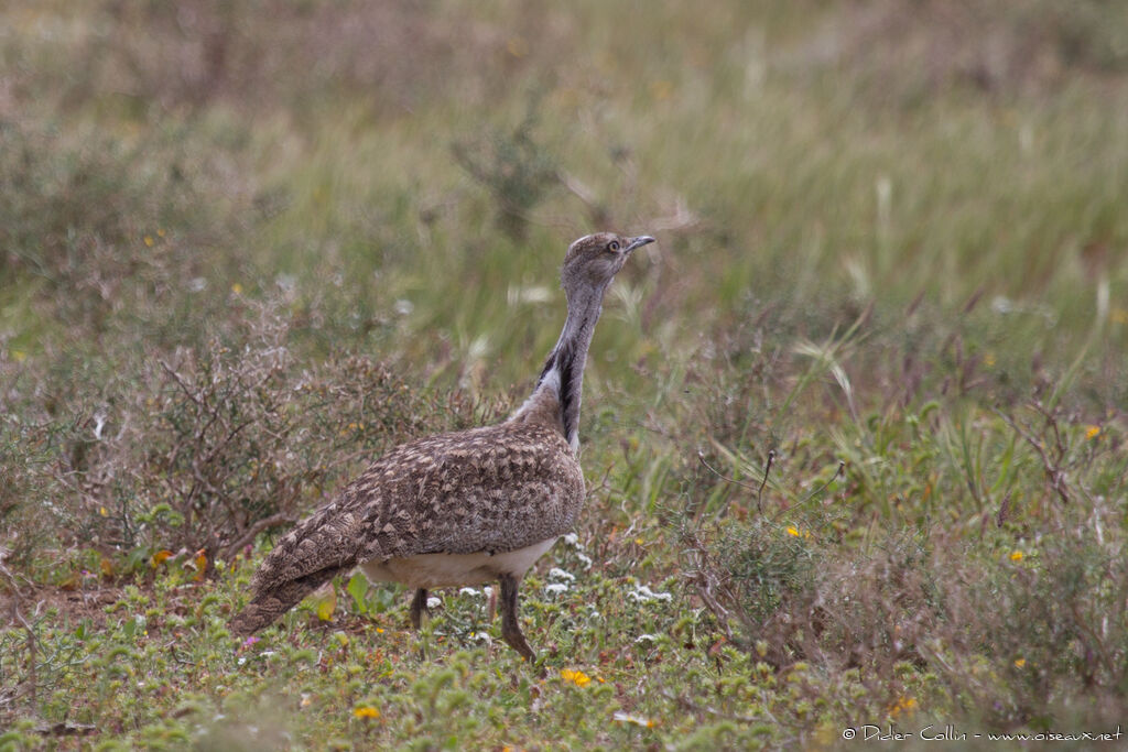 Outarde houbaraadulte, identification