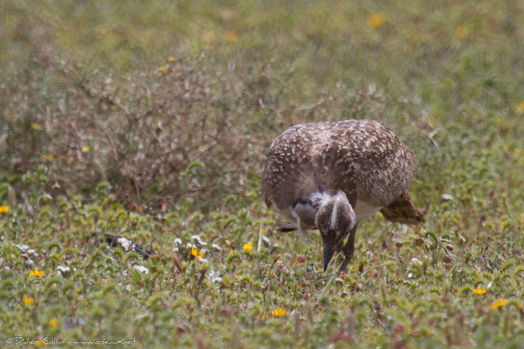 Houbara Bustardadult, Behaviour