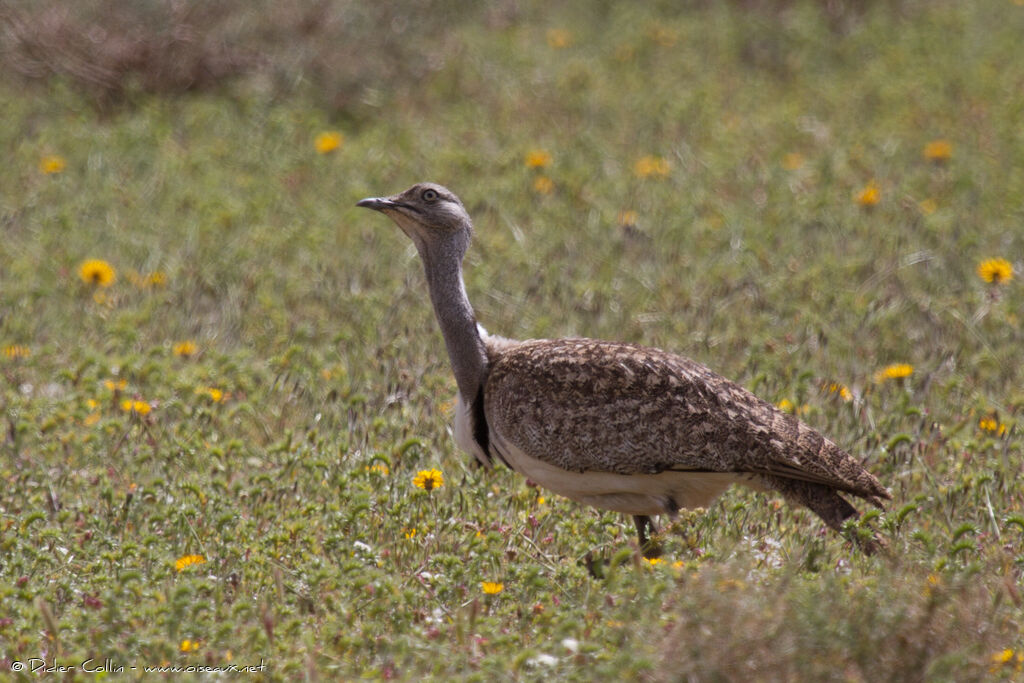 Outarde houbara