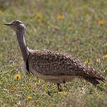 Outarde houbara