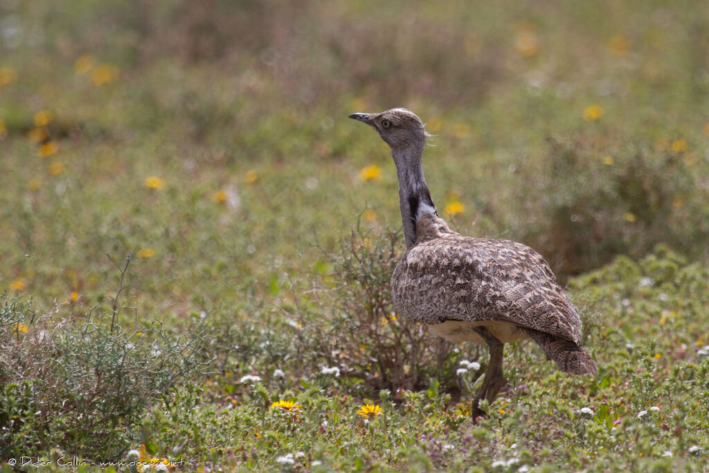 Houbara Bustardadult