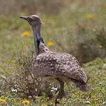 Outarde houbara