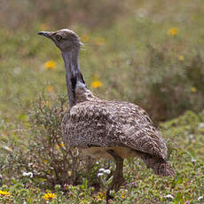 Houbara Bustard