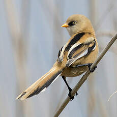 Bearded Reedling