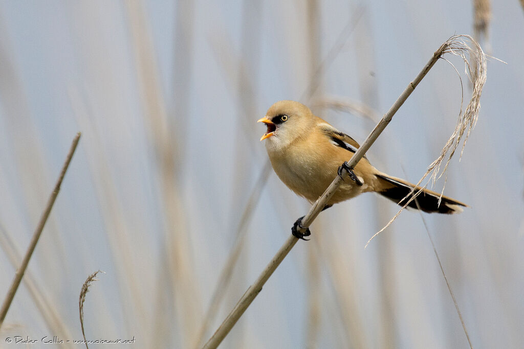 Bearded Reedling male immature, identification, song