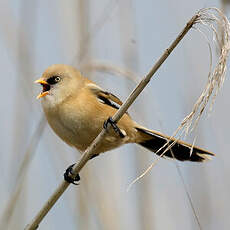 Bearded Reedling