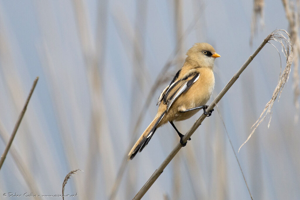 Bearded Reedling male Second year, identification