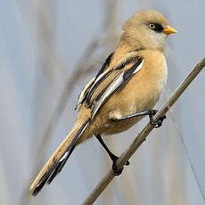 Bearded Reedling