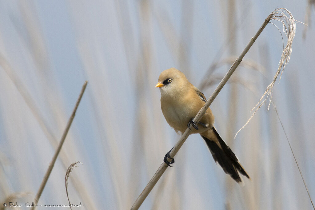 Bearded Reedling male juvenile