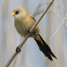 Bearded Reedling