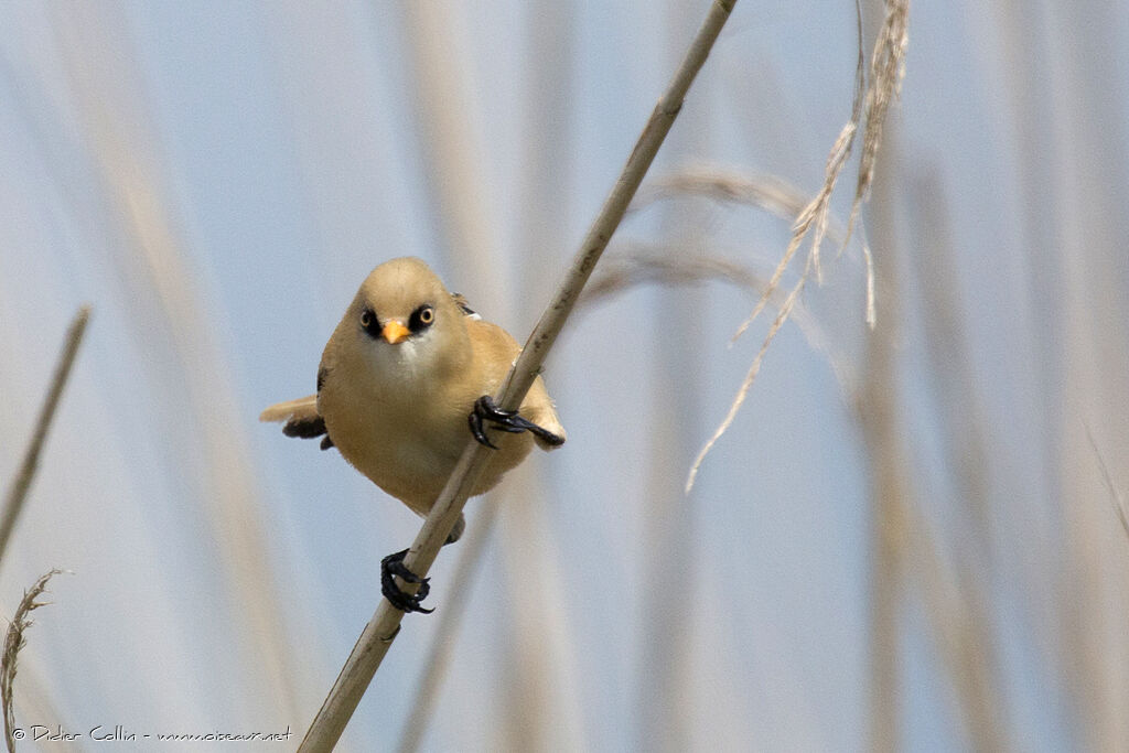 Bearded Reedling male juvenile