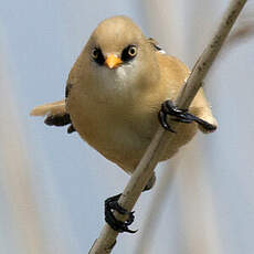 Bearded Reedling