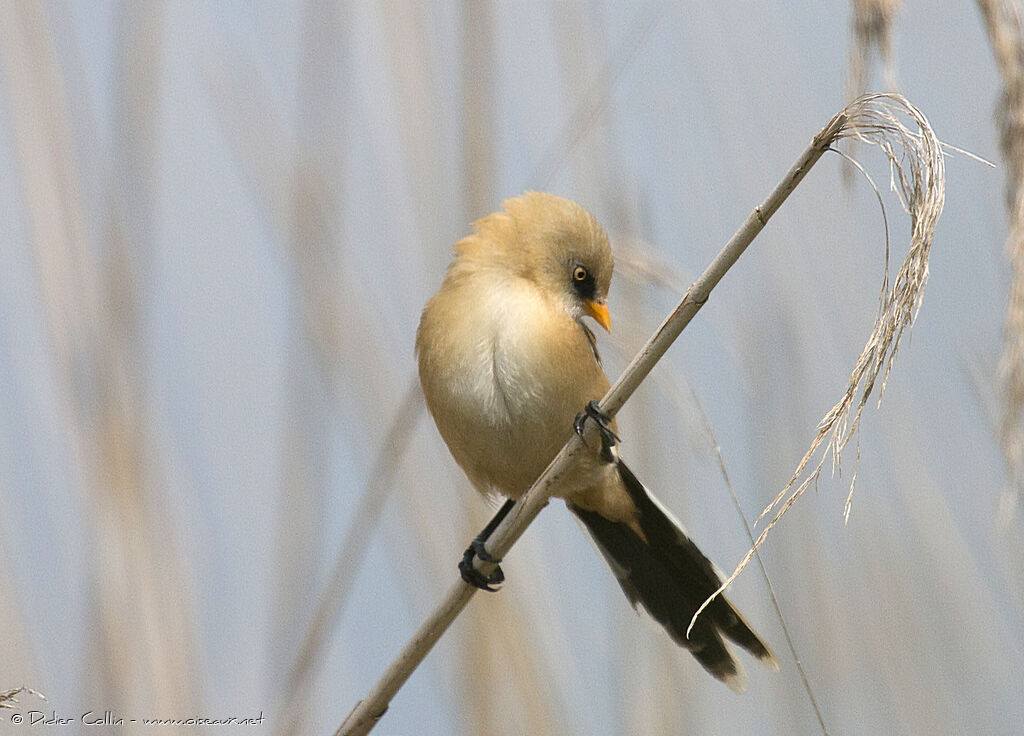 Bearded Reedling male juvenile