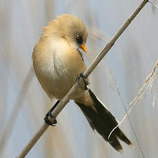 Bearded Reedling