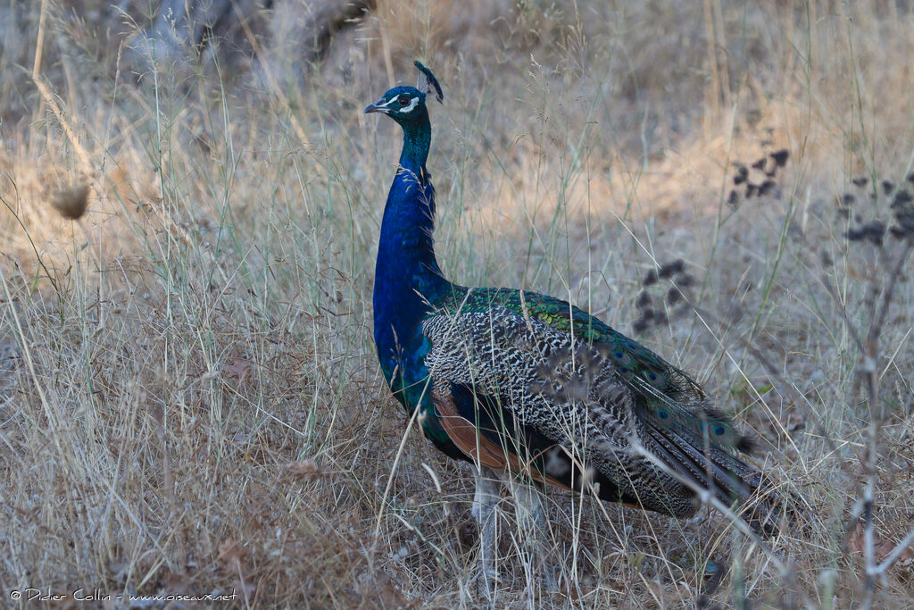 Paon bleu mâle adulte internuptial, identification