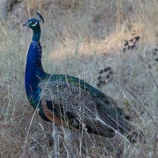 Indian Peafowl