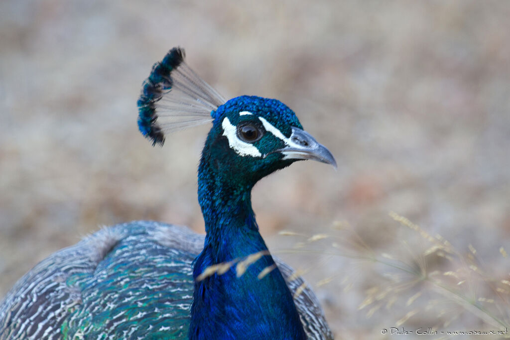 Indian Peafowl male adult