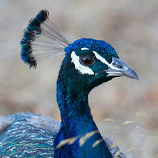 Indian Peafowl