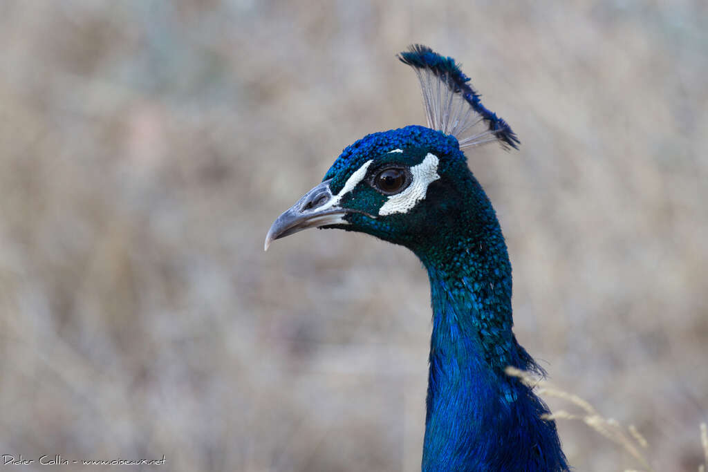 Paon bleu mâle adulte nuptial, portrait