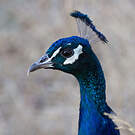 Paon bleu