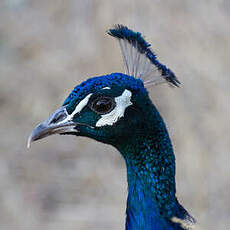 Indian Peafowl