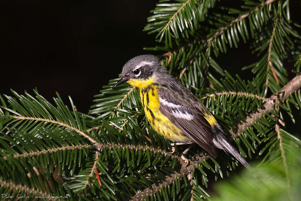 Magnolia Warbler female adult breeding, identification