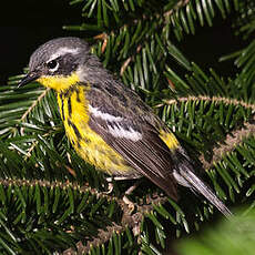 Magnolia Warbler