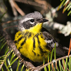 Magnolia Warbler